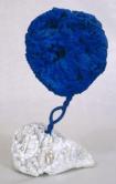 青の海綿彫刻　(SE 248)