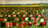 10-146x89 - Tulipes et colzas