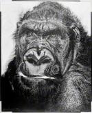 Autoportrait gorille