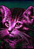 Chat fluo