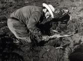 Fidel Castro plantant des pins