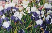 Les iris violets