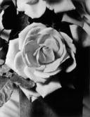 Rose (photographie publicitaire)