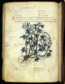 Bramble Bush， botanical illumination from De materia medica， in Greek. Constantinople