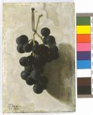 Grapes, 1908