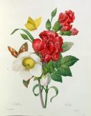 Christmas Rose, Helleborus niger and Red Carnation with Butterflies