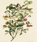 Dendroica nigrescens, Dendroica occidentalis, Dendroica coronata, Plate 395 from John James Audubon'
