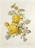 Rosa Sulfurea (Yellow Rose) from 'Les Roses'(coloured engraving)