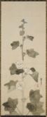 白い立葵の花図、江戸時代、1615‐1868年