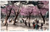 上野公園の桜花（東京名勝）