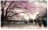 上野公園の桜花（東京名勝）