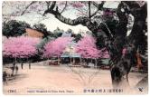 上野公園の桜（東京百景）