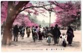 東京上野公園ノ桜