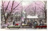 東京上野公園ノ桜