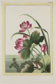 蓮にカエル、第一章（中国の植物）より挿図XXIII、ピエール・ジョゼフ・ブショー