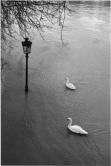 Deux cygnes sur la Seine, 1981