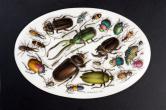 甲虫が描かれた皿